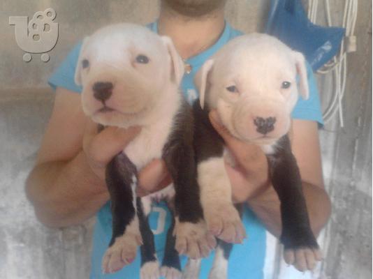 κουταβια american pitbull terrier καθαροαιμα